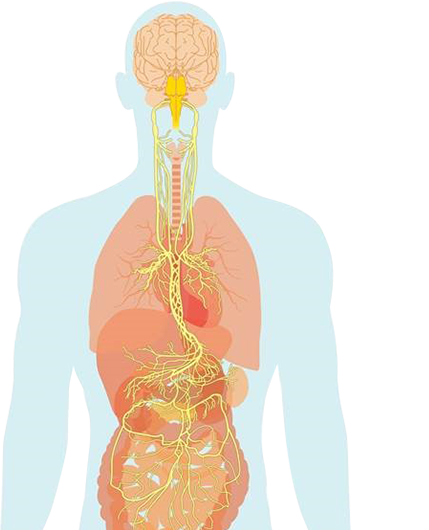 Truvaga - Your Body’s Secret to a Happier and Healthier Life – Naturally