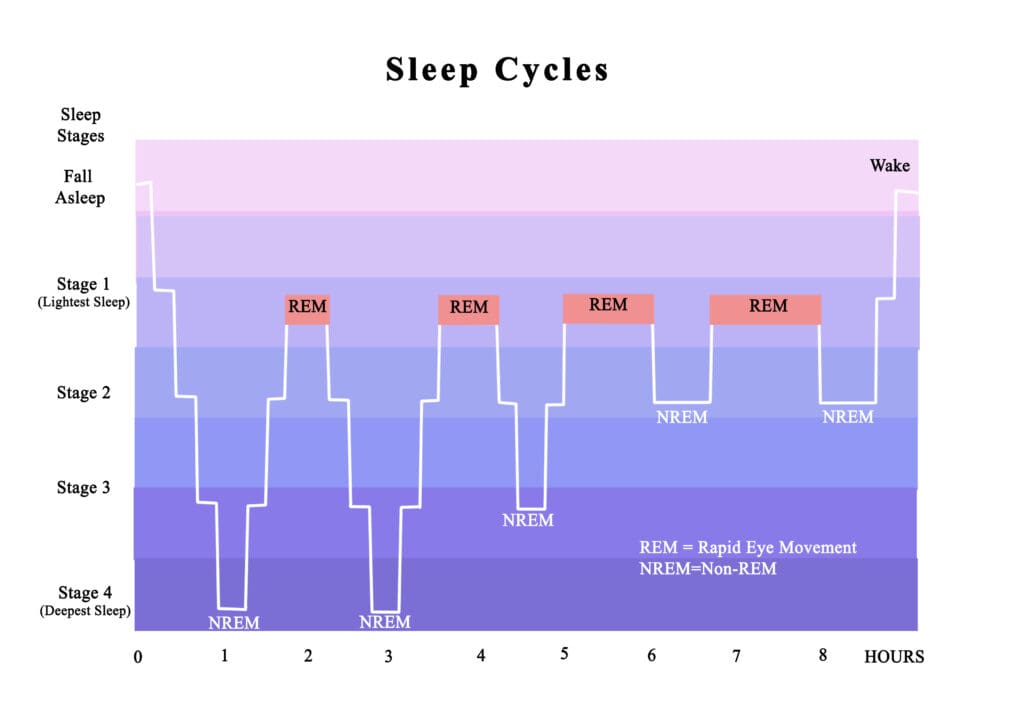 Cycles of sleep