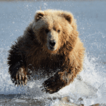 Fight, Flight, Freeze, or Fawn? A Guide to Understanding & Managing Stress Responses