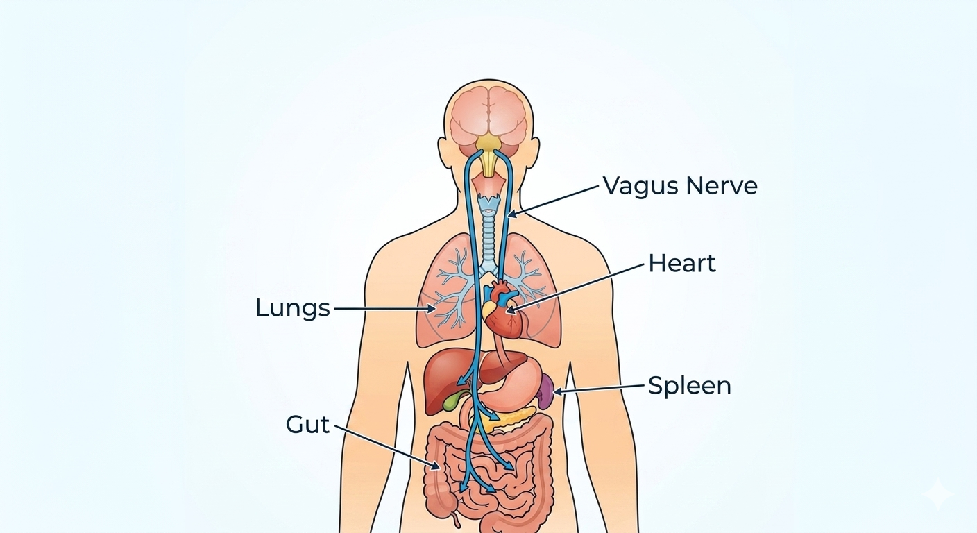 The Vagus Nerve Your Body’s Reset Mechanism