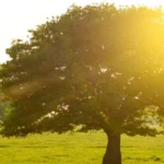 The Science of Healthspan Why Recovery Matters More Than You Think