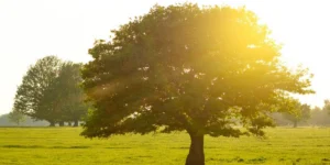The Science of Healthspan Why Recovery Matters More Than You Think