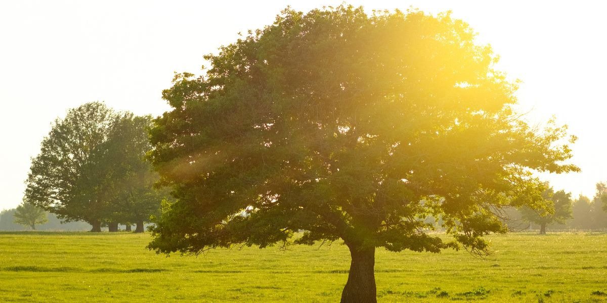The Science of Healthspan Why Recovery Matters More Than You Think