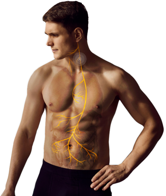 vagus nerve science